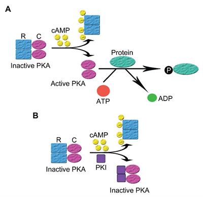 Protein Kinase Inhibitor Peptide as a Tool to Specifically Inhibit Protein Kinase A